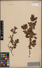 Foto von Salix decumbens J. Forbes